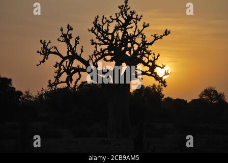 Die Sonne scheint in den Zweigen von gefangen zu werden A ein Baobab, wie es über die afrikanische Ebene steigt Stockfoto