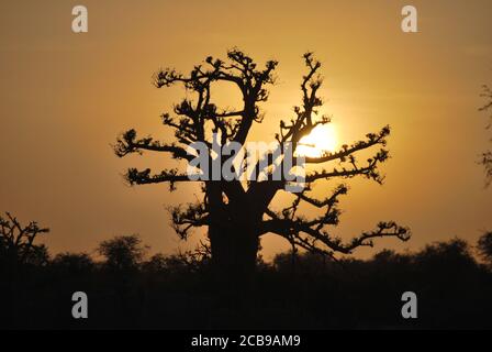 Die Sonne scheint in den Zweigen von gefangen zu werden A ein Baobab, wie es über die afrikanische Ebene steigt Stockfoto