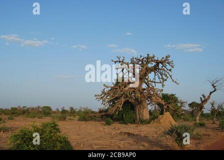 Ein großer Baobab-Baum steht am Rande eines Bauernfeldes in Niger, Westafrika. Stockfoto