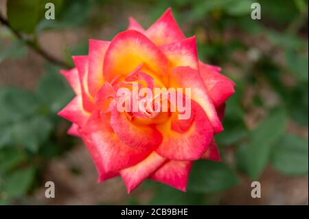 Schöne und duftende Rose Double Delight (Art: Hybrid Tea). Frühling in Fuji City, Japan. Draufsicht. Stockfoto