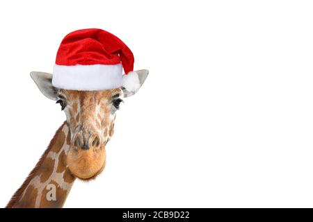 Niedliche und lustige Giraffe Kopf in weihnachten oder Santa Hut isoliert auf weißem Hintergrund. Lustige Giraffe porträtiert. Lustige Giraffe Santa Konzept. Banne Stockfoto