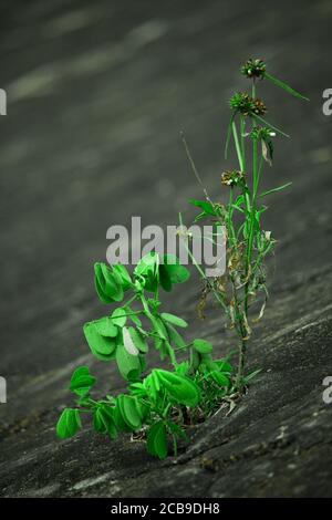 Kleine Pflanze Wächst Auf Trockenem Boden, Kleiner Baum Wächst Auf Rissem Boden Ohne Wasser, Konzept Der Globalen Erwärmung Stockfoto