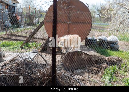 Ein kleiner Mongrel an einer Kette untersucht sorgfältig das Metallgeflecht des Zauns. Stockfoto