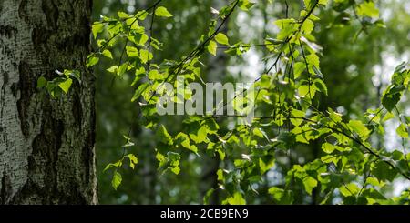 Birkenblätter aus der Nähe auf einem Ast. Grüner Hintergrund der Blätter. Die Sonnenstrahlen brechen durch die Birkenblätter. Schöner weicher Fokus. Sonniger Tag. Stockfoto