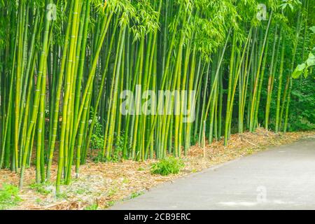 Bambusdickichte entlang des Wanderweges im Park Stockfoto