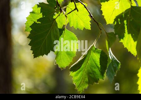 Birkenblätter aus der Nähe auf einem Ast. Grüner Hintergrund der Blätter. Die Sonnenstrahlen brechen durch die Birkenblätter. Schöner weicher Fokus. Sonniger Tag. Stockfoto