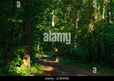 Grüner Laubwald im Abendlicht. Spaziergang im Park. Ein Weg im Wald. Sonnenstrahlen auf dem Boden und Laub. Sommer natürlicher Hintergrund. So Stockfoto