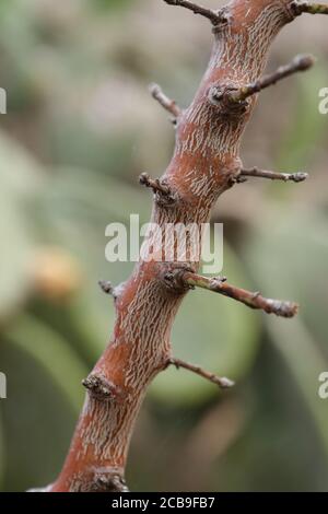 Vertikale selektive Fokusaufnahme von kleinen Ästen, die aus einem sprießen Dünner brauner Baumstamm Stockfoto