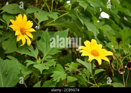 Sonnenblumenblume .schöne gelb gefärbte Sonnenblume mit grünen Blättern alle Um ihn herum Stockfoto