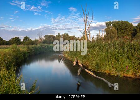 Tote Bäume am Ufer des Paar in Bayern, Deutschland Stockfoto