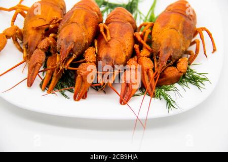 Leckere gekochte Krebse auf der weißen Platte mit Dill. Rot gekochte Krebse auf einem Teller isoliert auf einem weißen Hintergrund. Stockfoto