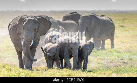 Elefantenfamilie zu Fuß in der Mitte des Tages in Amboseli National Park in Kenia Stockfoto