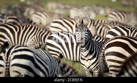 Zebra Herde grasen mit einem erwachsenen Zebra suchen wachsam gerade Vor der Kamera im Serengeti Nationalpark Tansania Stockfoto