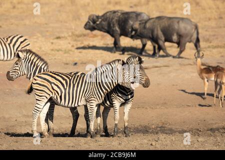 Zebra-, Büffel- und Impala-Herden an einem Wasserloch im goldenen Nachmittagslicht im Kruger Park Südafrika Stockfoto