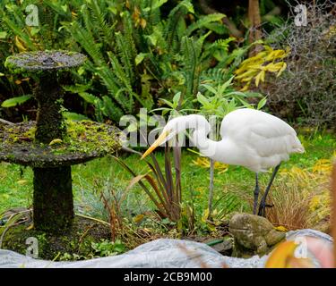 Vom Aussterben bedrohte Weißreiher, die versuchen, einen Fischteich zu überfallen, Südinsel, Neuseeland. Stockfoto