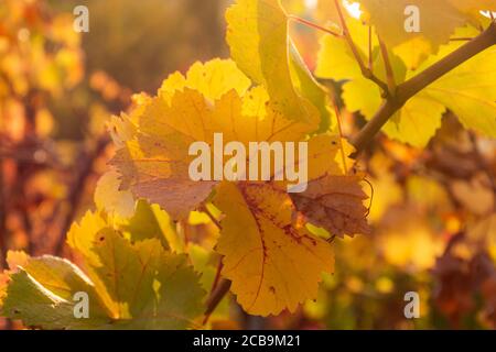 Herbstblätter von Trauben im hellen Sonnenlicht. Schöne Herbst natürlichen Hintergrund. Weichfokus. Atmosphärische Solaraufnahme einer Weinrebe. Stockfoto