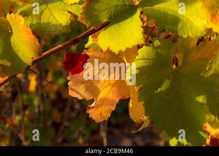 Herbstblätter von Trauben im hellen Sonnenlicht. Schöne Herbst natürlichen Hintergrund. Weichfokus. Atmosphärische Solaraufnahme einer Weinrebe. Stockfoto