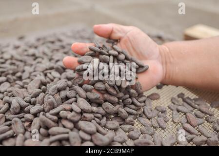 Hand halten ungegerösteten rohen Kaffeebohnen in der traditionellen Kaffeefabrik in El Castillo, Nicaragua Stockfoto