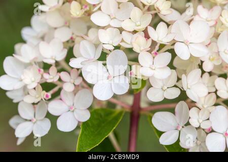 Hortensia paniculata Vanille Fraise, panikulierte Hortensia Rehny Nahaufnahme Stockfoto