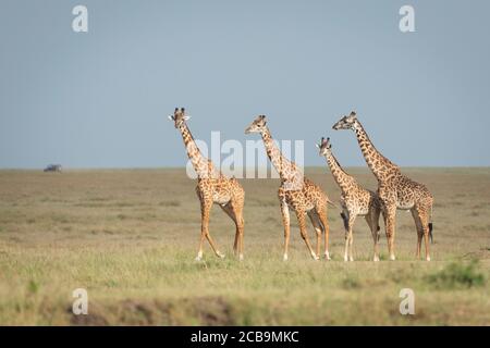 Vier Giraffen, die über die kurzen Grasebenen von Masai wandern Mara im goldenen Nachmittagslicht in Kenia Stockfoto