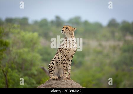Gepard sitzt auf einem Termitenhügel und schaut nach oben und zeigt Wachsamkeit im Kruger Park Südafrika Stockfoto