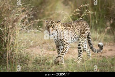 Schöne weibliche Leopard Seitenansicht zu Fuß in der Nähe hohes Gras in Masai Mara Kenia Stockfoto