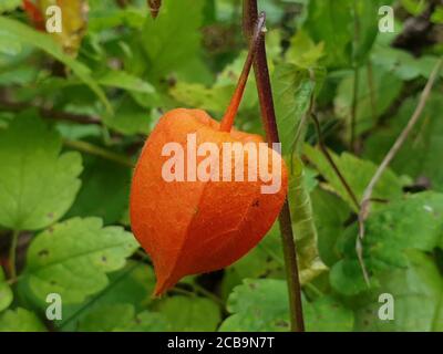 Wilde Stachelbeere Physalis Pflanze in Apuseni Berge, Siebenbürgen, Rumänien Stockfoto