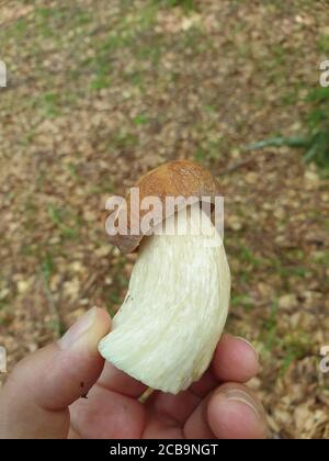 Frisch schmackhafter essbarer Boletus-Pilz in der Hand, gepflückt aus Waldboden. Bolete Pilz in der natürlichen Umgebung (Bay Bolete - Imleria badia - Boletus B Stockfoto