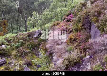 Heidekraut blüht im Peak District National Park, Großbritannien Stockfoto