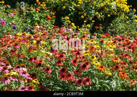 Atemberaubende Blumen in einem farbenfrohen Garten, Blumenbeet von Echinacea Cheyenne Spirit, verschiedene Farben, Hintergrund Zinnien Heliopsis Sommersonne alias Sommersonne Stockfoto