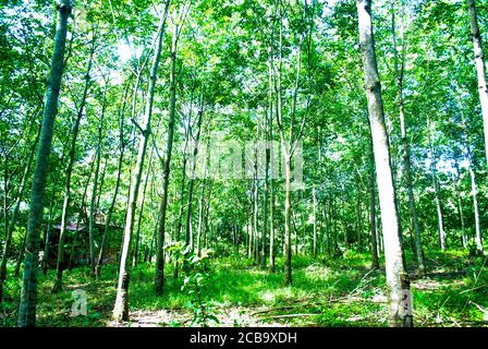 Blick auf Gummibäume im Wald. Gummi Baum Plantage Hintergrund. Stockfoto