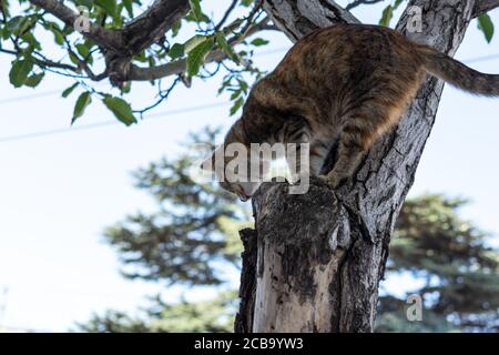 Eine graue Katze sitzt in einem Baum. Die Katze kletterte hoch auf einen Ast. Ein verspieltes junges Kätzchen schaut von einem Ast herunter. Gestreifte schöne Katze. Stockfoto