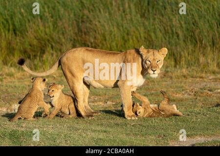 Löwin und ihre drei jungen Löwen, die auf grünem Gras spielen Im goldenen Nachmittagslicht in Ndutu Tansania Stockfoto