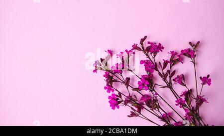 Tabebuia rosea Rosa Blumen auf rosa Hintergrund, selektiver Fokus, Kopierraum, kleine rosa Blumen Stockfoto