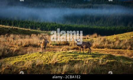 Stags, Ledmore, Highland, Schottland Stockfoto