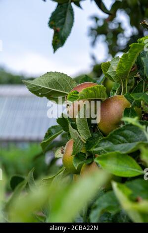 Äpfel eingebettet in grüne Blätter auf einem Obstbaum in Ein Obstgarten im Herbst oder Herbst Stockfoto