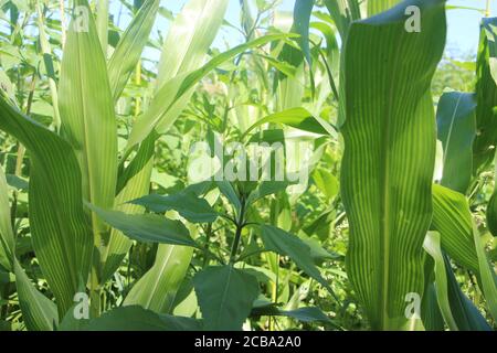 Maiskolben auf einem grünen Feld im Sommer Stockfoto