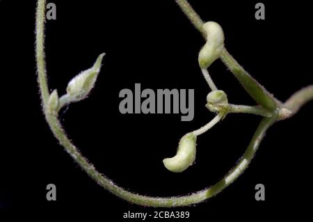Abbildung von einigen Zweigen der Limettenbohne (Phaseolus lunatus) In dem es ein paar Blütenknospen gibt Der Pod auf schwarzem Hintergrund Stockfoto