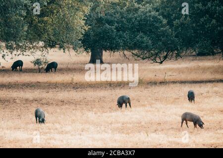 Schweine auf Grünland in Extremadura, Spanien. Stockfoto