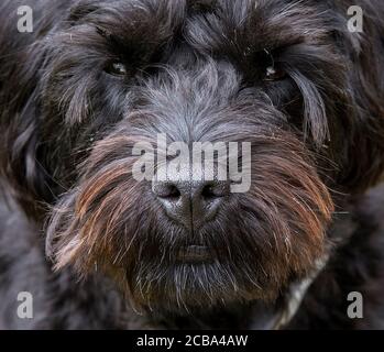 Hampshire, England, Großbritannien. August 2020. Porträt eines schwarzen Borderpoo-Hundes. Eine Kreuzung zwischen einem Border Terrier und einem Pudel Stockfoto