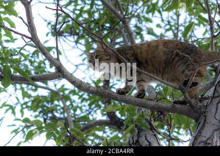 Eine graue Katze sitzt in einem Baum. Die Katze kletterte hoch auf einen Ast. Ein verspieltes junges Kätzchen schaut von einem Ast herunter. Gestreifte schöne Katze. Stockfoto