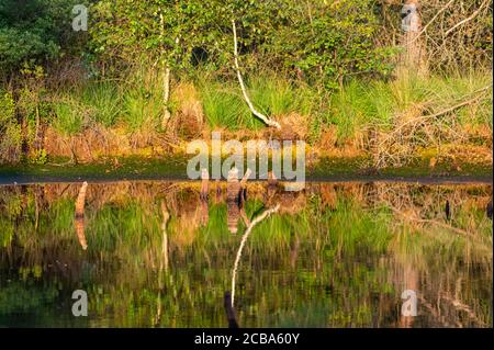 Ein kleiner Teich in einem Naturmoor spiegelt die Umgebung wider Stockfoto