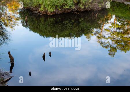 Ein kleiner Teich in einem Naturmoor spiegelt die Umgebung wider Stockfoto