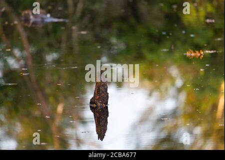 Ein kleiner Teich in einem Naturmoor spiegelt die Umgebung wider Stockfoto