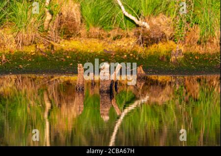 Ein kleiner Teich in einem Naturmoor spiegelt die Umgebung wider Stockfoto