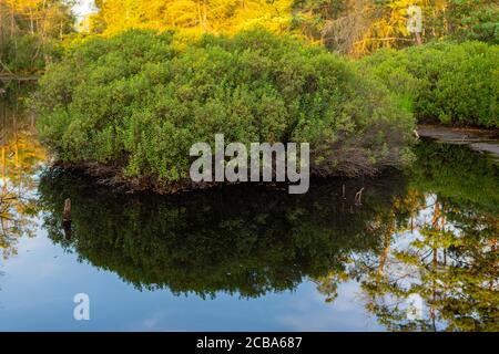 Ein kleiner Teich in einem Naturmoor spiegelt die Umgebung wider Stockfoto