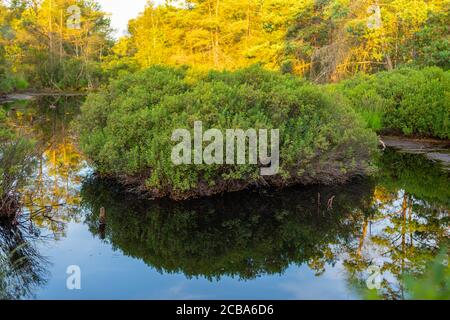 Ein kleiner Teich in einem Naturmoor spiegelt die Umgebung wider Stockfoto