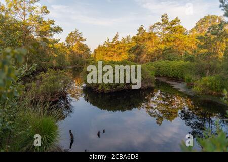 Ein kleiner Teich in einem Naturmoor spiegelt die Umgebung wider Stockfoto