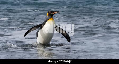 King Penguin (Aptenodytes patagonicus), der aus dem Wasser kommt, Salisbury Plain, South Georgia Island, Antarktis Stockfoto