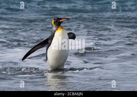 King Penguin (Aptenodytes patagonicus), der aus dem Wasser kommt, Salisbury Plain, South Georgia Island, Antarktis Stockfoto